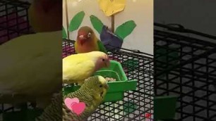 'Cute fluffy love bird eating food with mr lieutenant and phoneix walking ♥️