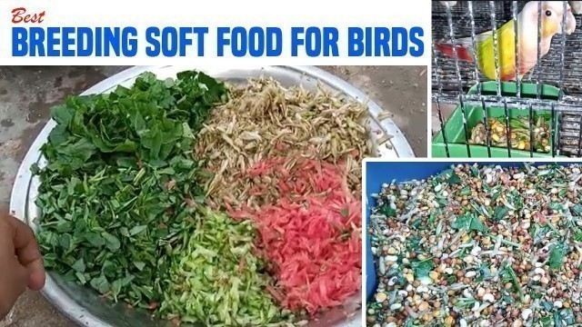 'Best Breeding Soft Food for Birds | Most Necessary Love Bird Soft Food | M. Anas Ahmed'