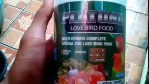 'pakan burung Platonic love bird food'