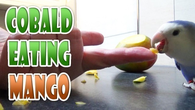 'PARROT EATING fruit MANGO - Playing Lovebird Food Cobald eats fruit but finds it TOO SWEET video'