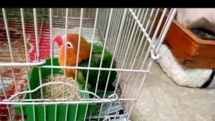 'love bird eat food | birds eat food |love birds Sounds'