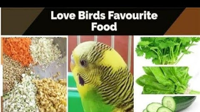 'Love Bird Food List | love birds favourite food | Lovebird food | Australian parrot | Arshaad Vlogs'