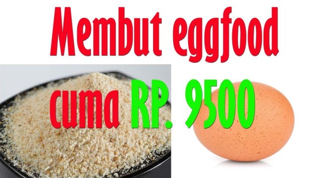 'cara membuat egg food lovebird murah'