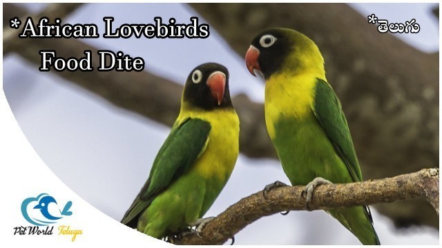'African lovebird food dite ||Lovebird diet||PET WORLD TELUGU'