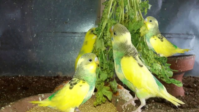 'Love Birds Food || Coriander'