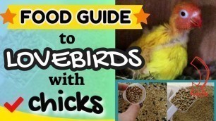 'FOOD GUIDE - How To Feed Lovebirds With Baby Chicks - BREEDING LOVE BIRD FOOD LIST'