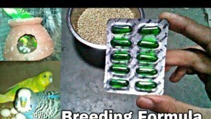 'Budgies breeding formula ||budgies,love Birds,cockatiels breeding formula ||'