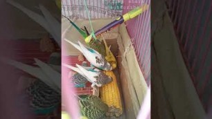 '#lovebirds ,#budgies,fav food'