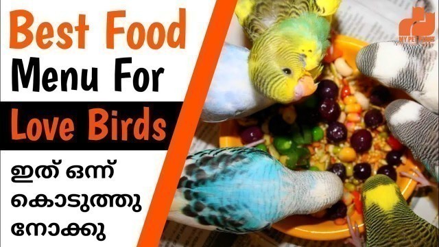 'Love Birds Best Food Diet | Budgies Healthy Foods & Seed Mix | in Malayalam  | MY PET PLANT'