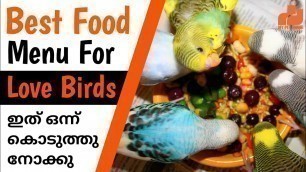 'Love Birds Best Food Diet | Budgies Healthy Foods & Seed Mix | in Malayalam  | MY PET PLANT'