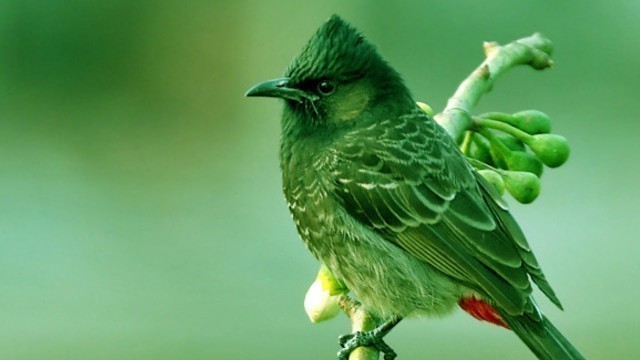 'Natural Bird Eating food || Bulbuli Bird ( Pakhi ) || Love Bird || Invention Bangladesh.'