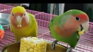 'LOVEBIRDS EATING CORN 