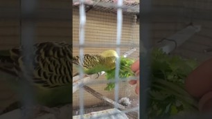 'Budgie eating soft food | hand feeding lovebird eating | feeding #budgie #coriander #lovebird #all'