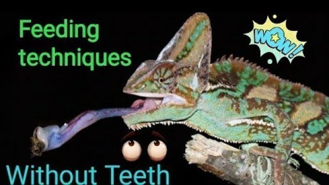 'How animals feed without teeth# FOOD HABIT OF ANIMALS#Part 3'