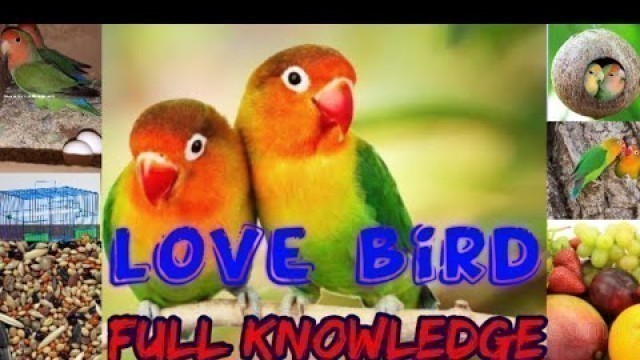 'love bird full information.love bird habits,age,breeding cage, food full details.'