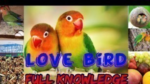 'love bird full information.love bird habits,age,breeding cage, food full details.'