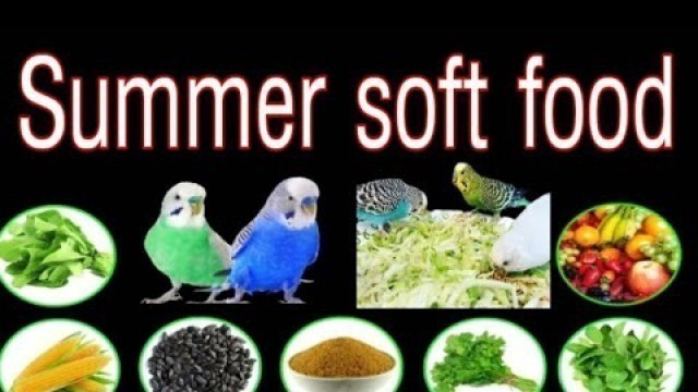 'Best Summer soft food , | Love Bird soft food ,| Best lovebird soft food.'