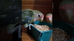 'My Lovebird self eating food#beautifulbirds#lovebird#buddies#parrot#beautiful#subscribetomychannel'