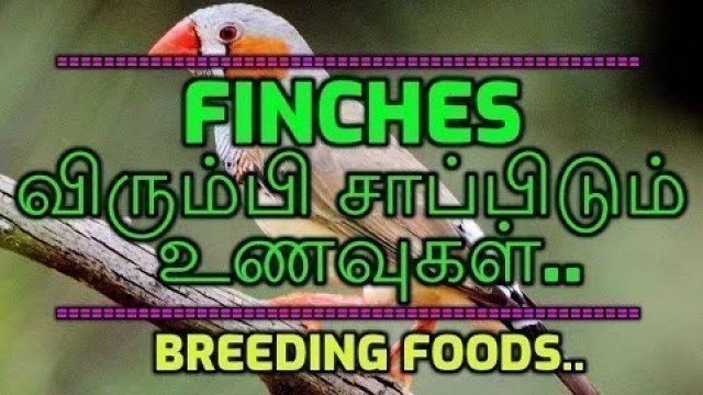 'finches விரும்பி சாப்பிடும் உணவுகள்/finches food/jj paradise birds tamil/finches breeding food'