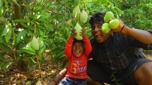 'மாங்காய் திருட்டு குட்டிபுலியுடன்|Mango Stealing|Village Hunting|Village Food Safari|Suppu'