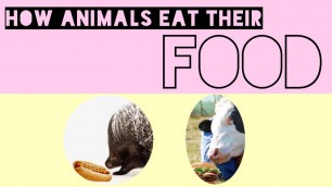 '•How Animals Eat Their Food•'