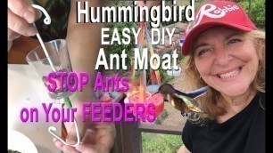 'EASY DIY NO ANTS Hummingbird Feeder Ant Guard Moat How to be Free from PEST on your Bird Feeders'