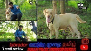 'labrador dog food chart in tamil,DOG FOR SALES ,DOG KENNELS IN TAMIL NADU ,Pupies sales'