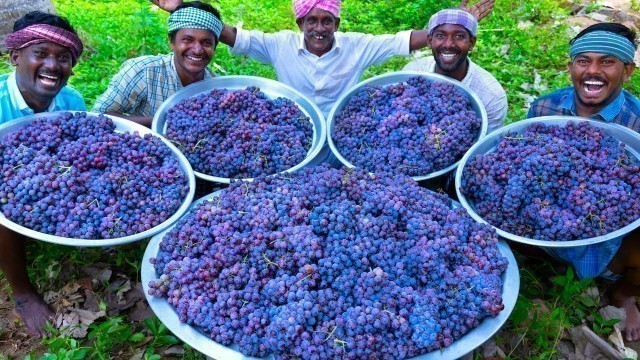 'GRAPE JUICE | 100 KG Grapes | Natural Pure Healthy Fruit Juice Making In Village | Juice Recipe'