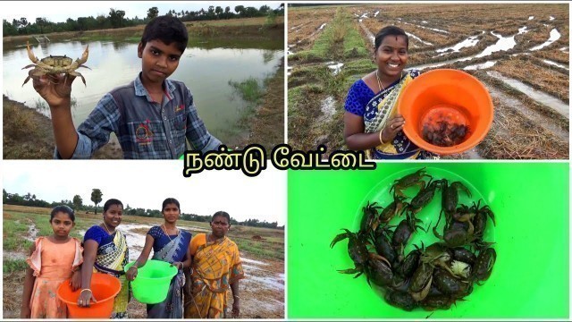 'கோடைமழையில் செம்ம நண்டு வேட்டை கொண்டாட்டம் | Village Vlog | Crab Catching | Amala Village Food'