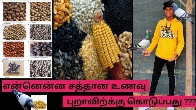 'Health food for pigeons in | Tamil | என்னென்ன சத்தான உணவு புறாவிற்க்கு கொடுப்பது ???'