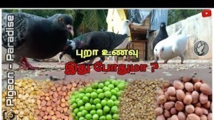 'Pigeon Food | Healthy Food | 10rs/Day | Tamil | Pigeon Paradise'