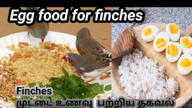 'finches  healthy food in tamil breeding fast  chick\'s very healthy Tamil  budgies same method'