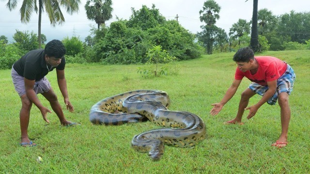 'പാമ്പിനെ ചുടാനായി ഇന്തോനേഷ്യയിലേക്ക് | Snake Recipe'