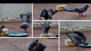'Pigeons are fighting for food in Rain || Wish My Channel'