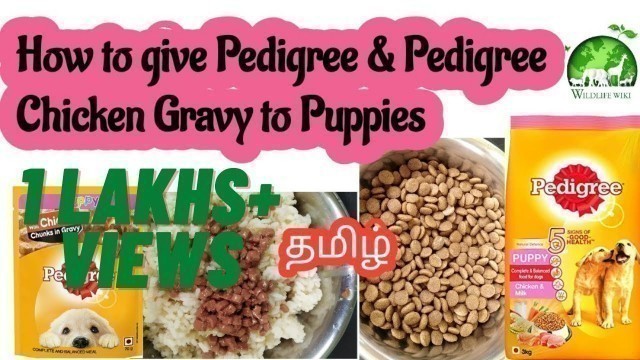 'How to give pedigree dog food to puppy in tamil| Pedigree Chicken chunks Gravy to puppies| Dog food'