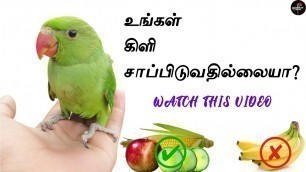 'baby parrot not eating food / baby parrot not eating food in tamil / parrot do not want to eat /'