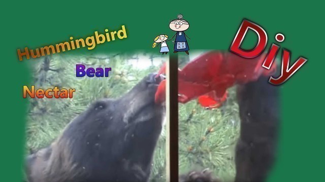 'How to make HUMMINGBIRD FOOD ~ DIY Hummingbird Nectar or Bear Juice'
