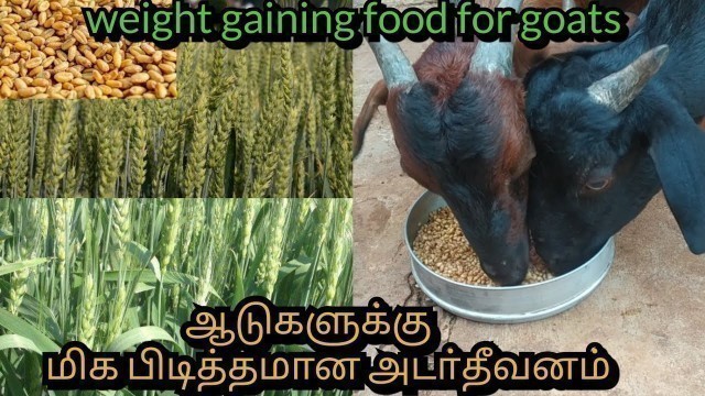 'ஆடுகளுக்கான அடர்தீவனம்|Weight Gaining food for Goats|அடர்தீவனம்|@Breeders Tamil'