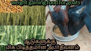'ஆடுகளுக்கான அடர்தீவனம்|Weight Gaining food for Goats|அடர்தீவனம்|@Breeders Tamil'