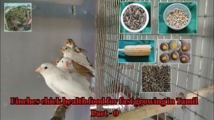 'Finches chick healthy food for fast growing in Tamil Part - 9'