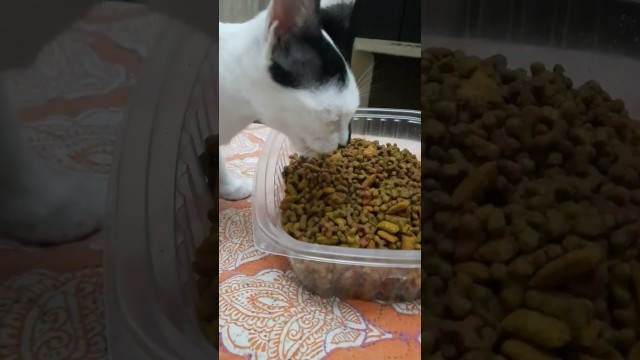 'Small kitten eating food #kusum143 #Leo_k #Dora_k #coco_k'