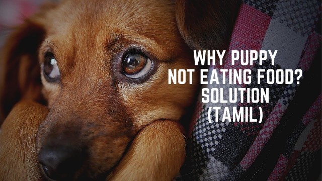 'Why Puppy not Eating food- My Solution in Tamil | Parvo Virus | Parvo Virus Symptoms in Tamil'