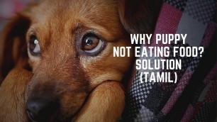 'Why Puppy not Eating food- My Solution in Tamil | Parvo Virus | Parvo Virus Symptoms in Tamil'