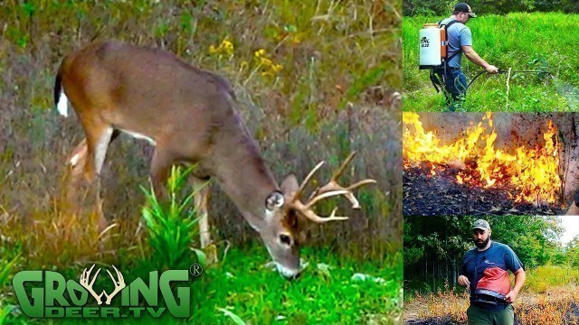 'Make a Small Food Plot the Easy Way!  (717)'