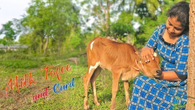 'Milk toffee and curd prepare  Yummy  | Village me | Village Cooking | Poorna - Traditional Me'