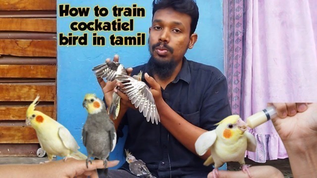 'how to train cockatiel bird tamil|how to tame baby cockatiel'