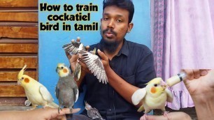 'how to train cockatiel bird tamil|how to tame baby cockatiel'