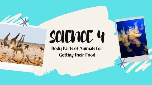 'SCIENCE 4 || BODY PARTS OF ANIMALS FOR GETTING THEIR FOOD'