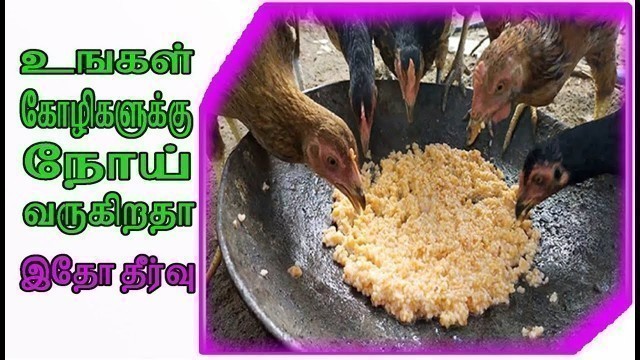 'hen food making || kozhi unavugal || kozhi theevanam seimurai in Tamil | hen deceases and treatement'