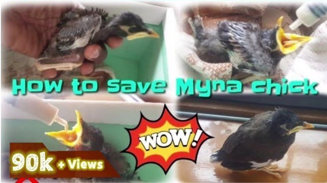'How to save myna chick | Myna Tamil | Myna food tamil'